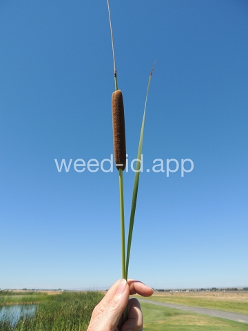 cattail, narrowleaf